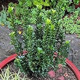 GardenersDream Euonymus 'Green Spire' - Immergrüne Pflanzen Winterhart Säulenform - Winterharte Kübelpflanzen - Gartenpflanzen Premium XXL Qualität