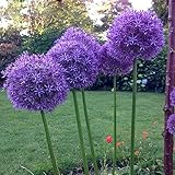 5 pcs allium giganteum pflanze zwiebeln, blumenzwiebeln winterhart dekoration wohnzimmer zierlauch - riesenlauch - Hydrokultur extrem winterharte kübelpflanzen winterfeste pflanzen