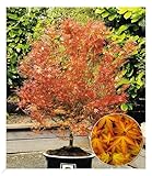 BALDUR Garten Japanischer Ahorn 'Katsura', 1 Pflanze, Acer palmatum Ahornbaum winterhart, pflegeleicht, Acer palmatum, Fächerahorn, Zierstrauch, Ahorn-Rarität