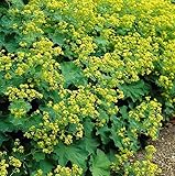 Alchemilla mollis – Frauenmantel – Bodendecker-Staude mit gelbgrünen Blüten – 48 Pflanzen – 10-25cm – Ø9cm – winterhart & pflegeleicht