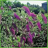 Schmetterlingsflieder Royal Red - Sommerflieder (Buddleja) Pflanze in dunkelrot bis fliederfarben, halbschattig und winterhart - Flieder-Strauch von Garten Schlüter