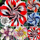 500 Stück Hibiskus Samen, Samen des Hibiskus, Pflegeleicht...