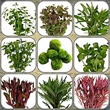 Daxton-Plant Algenkiller-Set, 5 Wasserpflanzen Bund + 1 Mooskugel, Aquariumpflanzen für Algen-Prophylaxe