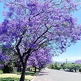 15 pcs Jacaranda baum samen - immergrüne pflanzen winterhart Jacaranda mimosifolia,Palisanderholzbaum topfpflanzen draußen winterhart pflanzen für sonnige plätze geschenke garten steingartenpflanzen