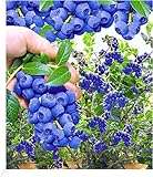 BALDUR Garten Trauben Heidelbeere 'Reka® Blue', 1 Pflanze,...