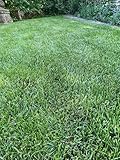 ROOTS Spezial-Trockenrasen (breitblättrige mediterrane Optik) 10 kg ausreichend für 350 qm neuer Rasenfläche
