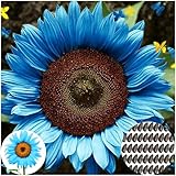 50 Stück Blaue Sonnenblumen Samen - Helianthus annuus - Seltene blaue Blumensamen mit hoher Keimrate - Premium Garten Saatgut für Balkon, Garten & Geschenke (Blau)