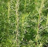 Eberraute Citrina - Artemisia abrotanum - Gartenpflanze