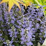 150 pcs kriechender günsel samen, sommerblumen samen, nachhaltige geschenke für frauen (Ajuga reptans) balkon blumensamen, balkonpflanzen flowers, pflanzen blumen für balkon, bio saatgut