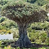 Kanarischer Drachenbaum (Dracaena draco) 20 Samen Sehr pflegeleicht