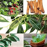 5 pcs Zimt bio samen - indoor kräutergarten topfpflanzen draußen winterhart,cinnamomum cassia, deko wohnzimmer modern baumsamen wildkräuter samen winterharte kübelpflanzen nachhaltige