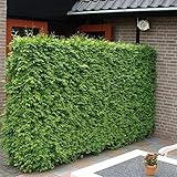 Lebensbaum Brabant 40-60 cm - Thuja occidentalis Brabant - Heckenpflanze - Koniferen