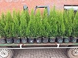 Edel Thuja Smaragd, Lebensbaum Heckenpflanze im Topf gewachsen 80-100cm