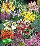 BALDUR Garten Sommerblüher Spar-Paket 100 Zwiebeln im Mix 14x Freesien-Mix, 10x Prachtscharte, 10x Gladiolen-Mix, 40x Anemone 'De Caen', 10x Iris 'Blue Magic', 10x Stern-Gladiole, 3x Lilie 'Stargazer' und 3x Lilie 'Yellow Country'