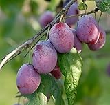 Königin Viktoria Pflaume Pflaumenbaum Obstbaum Busch 2-jährig Liefergröße ca. 120-160 cm im Topf