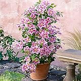 2 X Clematis Piilu (Waldrebe) - Lavendelrosa/Pink | 2-er set Mehrjährig blühende Kletterpflanze - Winterhart - 2 X 1,5 Liter Töpfe