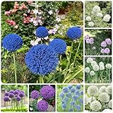 15 pcs allium giganteum zwiebeln, gartenpflanzen winterhart mehrjährig knollen zierlauch - riesenlauch - Hydrokultur Seltene Pflanzenserie - frühlingsblüher zwiebeln bienenweide plants