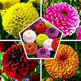 Ball Kugel Dahlien Knollen Kollektion, 5 PomPon Dahlia Blumenzwiebeln Mischung aus Holland, echte große Dahlien Pflanzen Zwiebel Mix für Garten und Töpfe (kein Samen, nicht künstlich und winterhart)