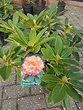 Alpenrose Rhododendron Sun Fire 40-50 cm hoch im 5 Liter Pflanzcontainer