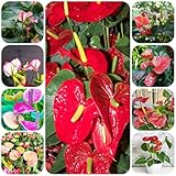 Flamingoblume samen gartensamen topfpflanzen bonsai samen wohnzimmer blumensamen grünpflanzen pflanzensamen schattenpflanzen winterhart immergrüne kübelpflanze winterhart dauerblüher 200pcs