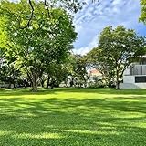 rasensamen - grassamen schattenrasen garten winterharte rasensaat schnellkeimend gartenpflanzen winterhart mehrjährig garten ziergras winterhart deko 8000samen