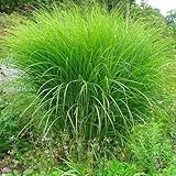 Miscanthus sinensis 'Gracillimus' Feinhalm Chinaschilf Unglaublich grazile Optik und feinen Halme Im Herbst Farbänderung in Bronze Tönen Ganzjähriger Eyecatcher (1)