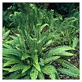 Stauden Gänge 3 x Blechnum spicant im 1 Liter Topf (Farn/Winterhart/Mehrjährig/Staude/Stauden/Immergrün) Rippenfarn - Immergrün und pflegeleicht für schattige Gärten