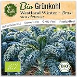 Little Plants BIO Grünkohl Samen 125 Grünkohlsamen Westland Winter Gemüsesamen Samenfest für Gemüsegarten