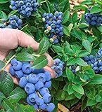 BALDUR Garten Trauben Heidelbeere 'Reka® Blue', 1 Pflanze,...