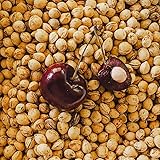 Edel Living Premium Kirschkerne lose für Kissenfüllung - natürlich, chemikalienfrei, schonend gereinigt, langanhaltende Wärmespeicherung, perfekt für Wärmekissen Bastelarbeiten, 1 kg kg (1kg)