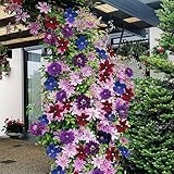 Gardeners Dream Clematis Regenbogen Winterharte Pflanzen - 4...