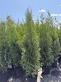 2 Thuja Brabant 120-150cm XXl ohne Topf gemessen frisch vom Feld Gartenhecke Heckenpflanzen Immergrüner Lebensbaum