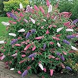 1 x Buddleia dreifarbiger Schmetterlingsstrauch gemischte Farben gesunde Gartenpflanze im Topf
