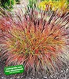 BALDUR Garten Chinaschilf 'Red Chief', 3 Pflanzen Miscanthus winterhart