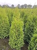 5 Thuja Brabant 140-160cm XXl ohne Topf gemessen frisch vom Feld Gartenhecke Heckenpflanzen Immergrüner Lebensbaum